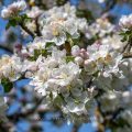 Apfelblüten