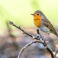 Rotkehlchen (Erithacus rubecula)