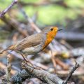 Rotkehlchen (Erithacus rubecula)