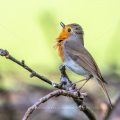 Rotkehlchen (Erithacus rubecula) singend