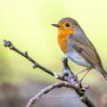Rotkehlchen (Erithacus rubecula)