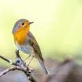 Rotkehlchen (Erithacus rubecula)