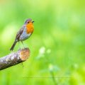 Rotkehlchen (Erithacus rubecula)