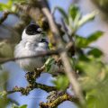 Halsbandschnäpper (Ficedula albicollis) Männchen