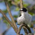 Halsbandschnäpper (Ficedula albicollis) Männchen