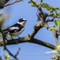 Halsbandschnäpper (Ficedula albicollis) Männchen