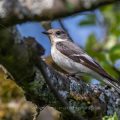 Halsbandschnäpper (Ficedula albicollis) Weibchen