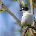 Halsbandschnäpper (Ficedula albicollis) Männchen