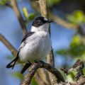 Halsbandschnäpper (Ficedula albicollis) Männchen