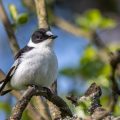 Halsbandschnäpper (Ficedula albicollis) Männchen
