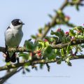 Halsbandschnäpper (Ficedula albicollis) Männchen