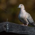 Türkentaube (Streptopelia decaocto)