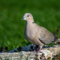 Türkentaube (Streptopelia decaocto)