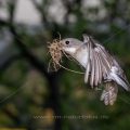 Halsbandschnäpper (Ficedula albicollis) Weibchen mit Nistmaterial