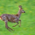 Rehbock (Capreolus capreolus)