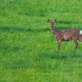 Reh (Capreolus capreolus)