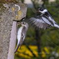 Halsbandschnäpper (Ficedula albicollis) Männchen und Weibchen am Nistkasten