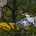 Halsbandschnäpper (Ficedula albicollis) Weibchen mit Nistmaterial