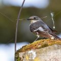 Halsbandschnäpper (Ficedula albicollis) Weibchen mit Nistmaterial