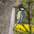 Kohlmeise (Parus major)