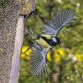 Kohlmeise (Parus major)
