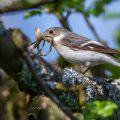 Halsbandschnäpper (Ficedula albicollis) Weibchen mit Nistmaterial