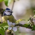 Blaumeise (Cyanistes caeruleus)