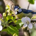 Blaumeise (Cyanistes caeruleus)
