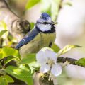 Blaumeise (Cyanistes caeruleus)