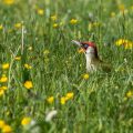 nspecht (Picus viridis) Männchen