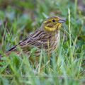 Goldammer (Emberiza citrinella) Weibchen