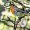 Rotkehlchen (Erithacus rubecula)