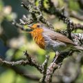 Rotkehlchen (Erithacus rubecula)