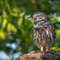 Steinkauz (Athene noctua)