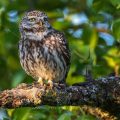 Steinkauz (Athene noctua)
