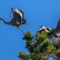 Graureiher (Ardea cinerea) wird vom brütenden Vogel verjagt