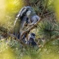Graureiher (Ardea cinerea) halbwüchsige Jungvögel