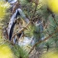 Graureiher (Ardea cinerea) halbwüchsige Jungvögel