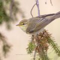 Fitis (Phylloscopus trochilus)