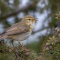 Fitis (Phylloscopus trochilus)