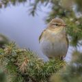 Fitis (Phylloscopus trochilus)