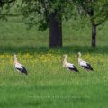 Weißstorch (Ciconia ciconia)