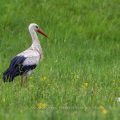 Weißstorch (Ciconia ciconia)