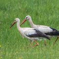 Weißstorch (Ciconia ciconia)