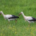 Weißstorch (Ciconia ciconia)