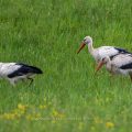 Weißstorch (Ciconia ciconia)