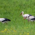 Weißstorch (Ciconia ciconia)