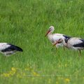 Weißstorch (Ciconia ciconia)