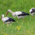 Weißstorch (Ciconia ciconia)
