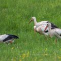 Weißstorch (Ciconia ciconia)